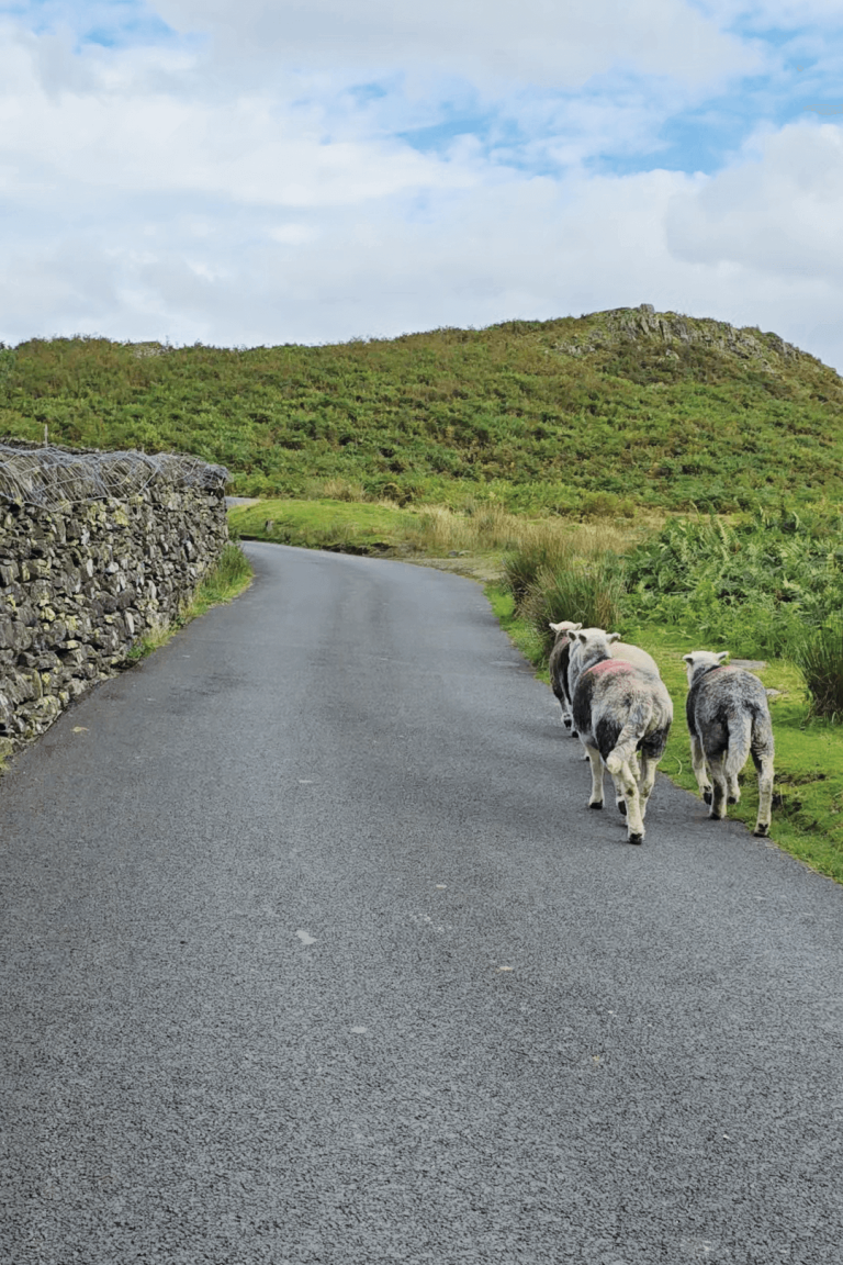 Sheep on the road walking uphill towards red bank